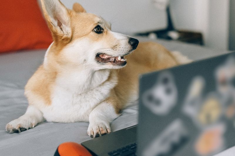 seo-for-dog-grooming-businesses
