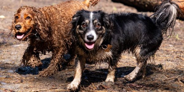 local-seo-strategies-for-dog-groomers